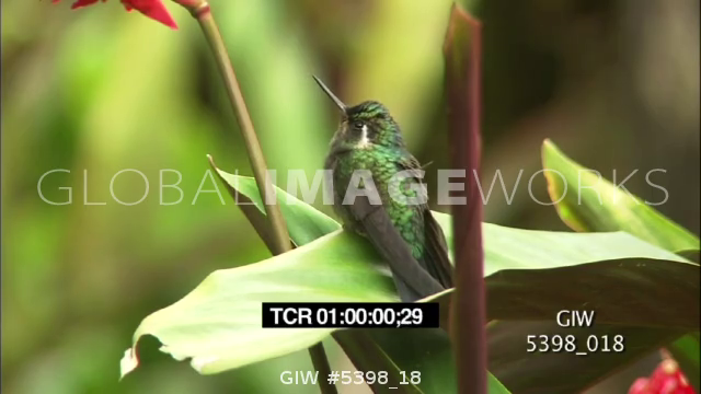 preview clip thumb