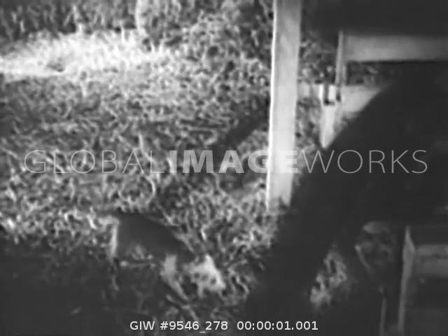 preview clip thumb